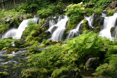 京極町 羊蹄ふきだし湧水 その3