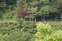 廃線