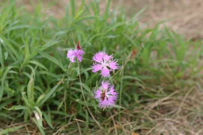 なんつー花？