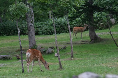 お食事中