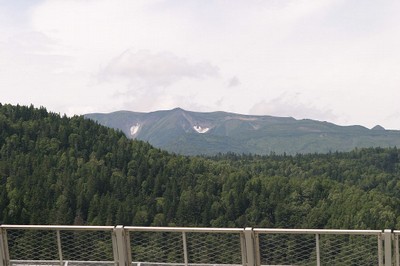 万年雪