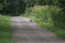 林道で遭遇したキタキツネ その1