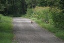 林道で遭遇したキタキツネ その2