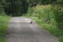 林道で遭遇したキタキツネ その3