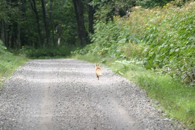 林道で遭遇したキタキツネ その4