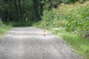 林道で遭遇したキタキツネ その4