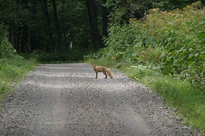林道で遭遇したキタキツネ その5