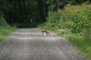 林道で遭遇したキタキツネ その5