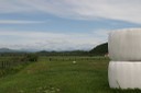 牧草ロールと牧場と